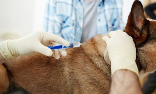 A Veterinary Technician’s Role in Euthanasia