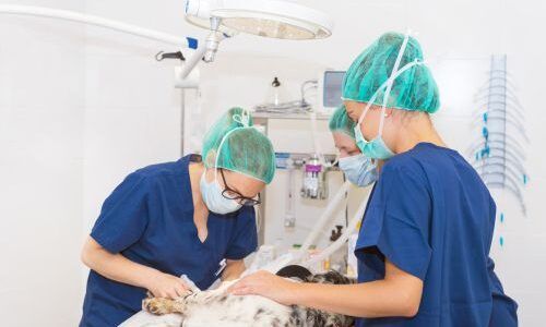 Is Working in an Animal ER Right for Me?